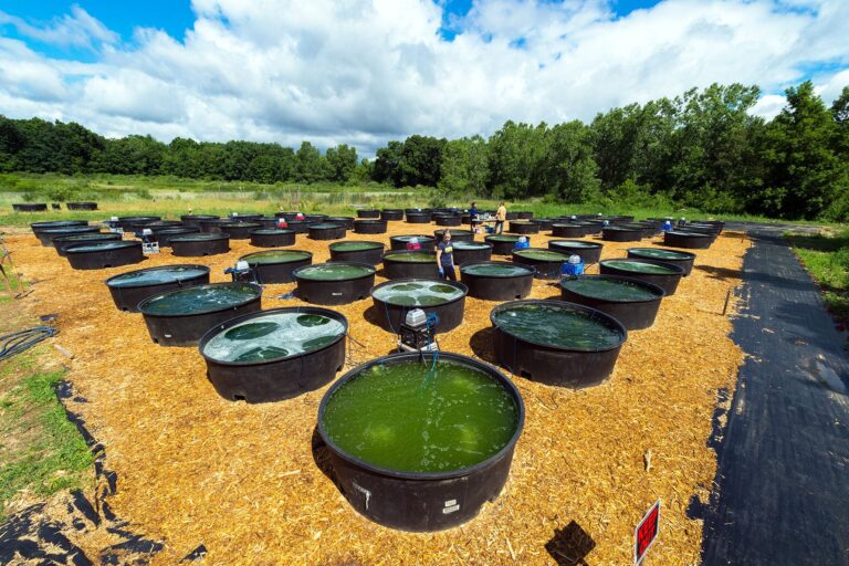 Man made algae culture ponds used to make biofuel.